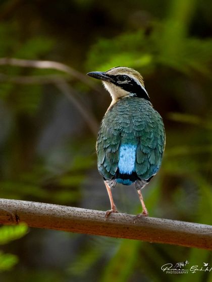 A beautiful view of the Indian Pitta's back, showcasing its iridescent blue and green wing feathers.
