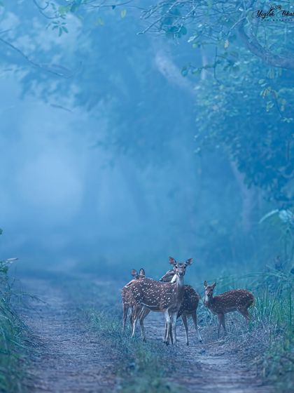 A family of deer on a misty road. The fog creates a beautiful, moody atmosphere, and the road acts as a leading line, drawing the viewer into the mystical forest scene.