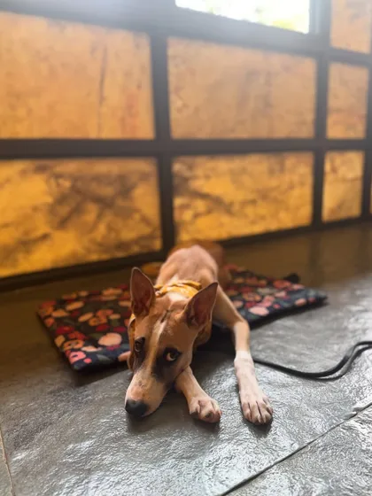 Rocket mastering the 'place' command, an essential skill for any dog.