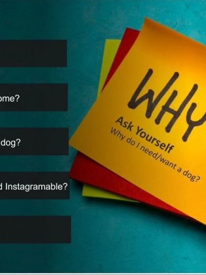 Canine Coach Disha - Dog Obedience & Behavior Training Real Talk: My Training Philosophy photo 14