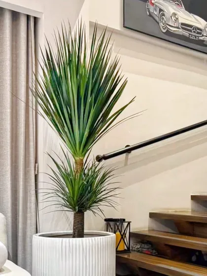 The Dracaena is one of our absolute favorites, a true showstopper. Here, its dramatic, sculptural form acts as the perfect green accent next to the staircase, adding a touch of natural elegance to this home.