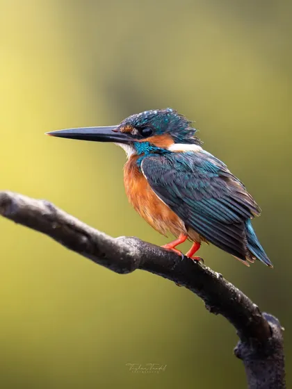 Another portrait of the Common Kingfisher, this time glistening after a dive. The water droplets on its head add texture and detail.