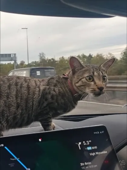 Moiza the explorer! After arriving in the UK, she's already checking out her new surroundings from the car dashboard.