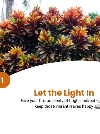 Croton Care Tip 1: Let the light in. Give your Croton plenty of bright, indirect light to keep those vibrant leaves happy and colorful.