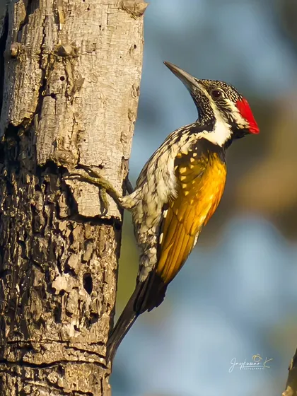 The striking colors of a Black-rumped Flameback woodpecker stand out against the tree bark. The sharp detail in this print brings the bird's intricate patterns and fiery plumage to life.