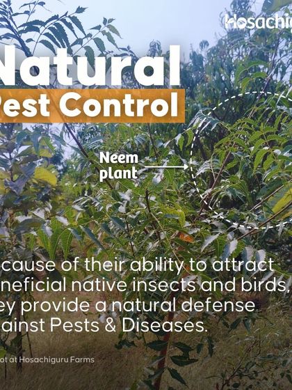 Plants like Neem provide natural pest control. Their ability to attract beneficial insects and birds creates a natural defense system for the entire farm.