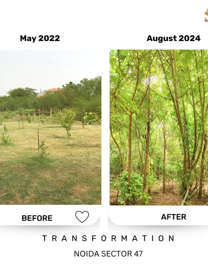 Witness the growth at Noida Sector 47. The saplings planted in 2022 have now become young trees, forming a canopy that will continue to grow and thicken over the years.