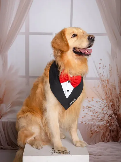 This dapper dog is ready for his close-up, sitting proudly for his pet portrait.