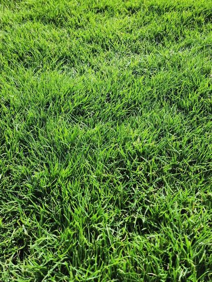 Delhi Gardner - Full-Service Landscaping Premium Lawn & Turf Solutions photo 25