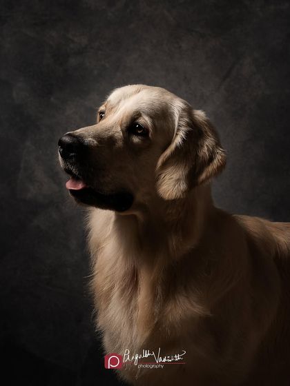 Pragalbh - Fine Art Pet Photography Studio Paw-traits photo 5