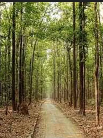 A tranquil dirt road winds through the dense sal forest of Jim Corbett. This is the kind of immersive natural environment you will explore during our survival courses and treks.