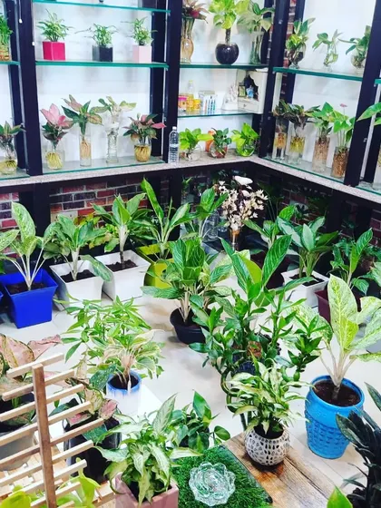 A full view of our indoor plant section, featuring a wide array of potted and hydroponic plants. We have something for every corner of your home or office.