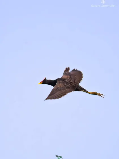 Another shot of the Watercock in flight, its unique red frontal shield and yellow beak clearly visible.