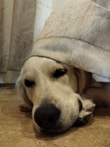 Obi found the perfect napping spot. It's a joy to see a dog so relaxed and at ease, a true sign that he feels secure at home with his sitter.