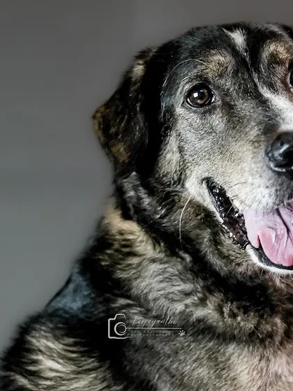 A collection of "tongue out" portraits from various studio sessions, starting with the handsome senior dog, Loki.