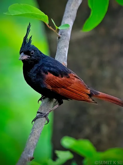 A male Crested Bunting, with its striking black body, chestnut wings, and prominent crest, is a true gem of the Himalayan region.