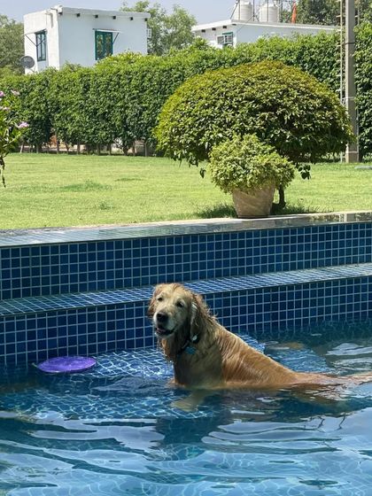 Chilling in the pool with a frisbee. This is the life.