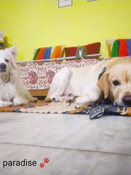 Meditation time for these two. A Spitz and a Labrador enjoying a quiet moment together indoors.