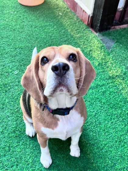 A classic Beagle pose, looking up with those soulful eyes.