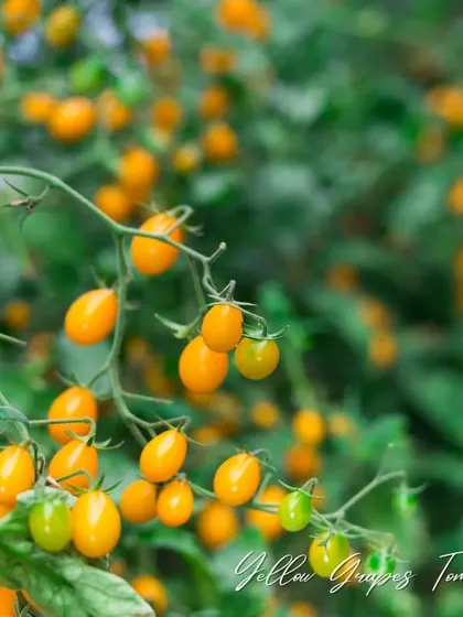For something a little different, try these yellow grape tomatoes. They are sweet, delicious, and add a beautiful pop of color to your garden and your plate.