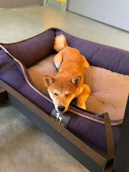 A sleepy Shiba Inu, resting peacefully in his bed after a day of learning and play.