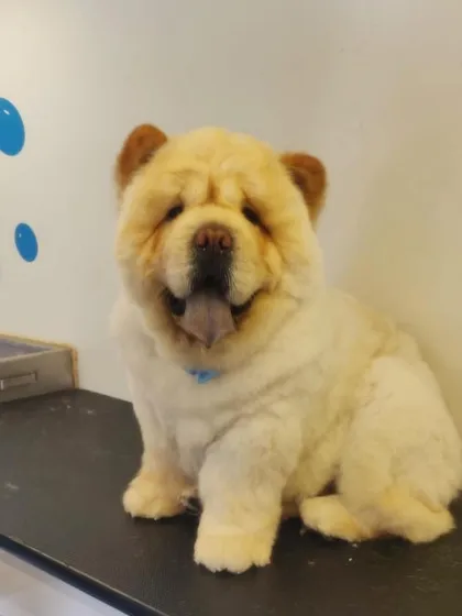 This fluffy Chow Chow looks like a real-life teddy bear after its grooming session. Regular grooming is key to keeping their dense coat healthy and mat-free.