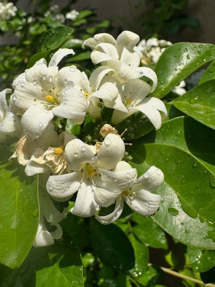 This is the Madukamini flower, or Jasmine. To care for it, I recommend a sunny spot, regular watering without waterlogging the soil, and periodic organic fertilizer to encourage these beautiful, fragrant blooms.