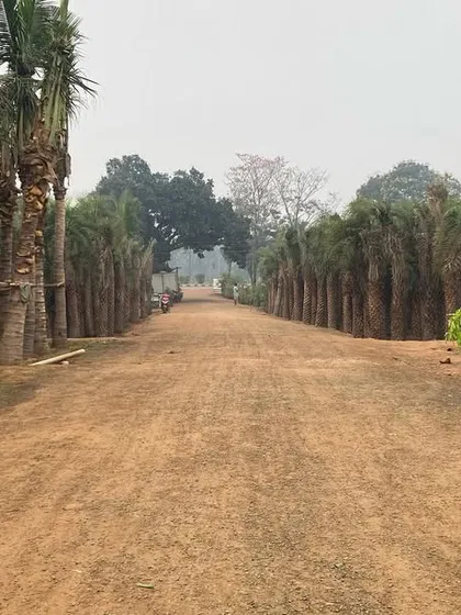 For large-scale landscaping projects, I have access to a wide range of mature trees. This image shows a section of the nursery with rows of palm trees, ready for transport and installation.