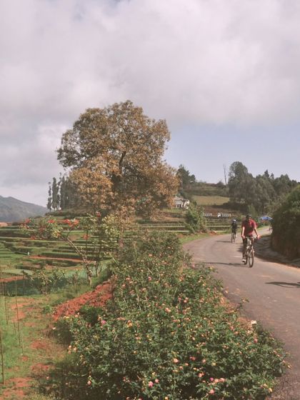 Cyclists ride through the beautiful countryside of Kodaikanal, with terraced fields and rolling hills as their backdrop. This is a typical scene from our tours, combining scenic beauty with enjoyable riding.