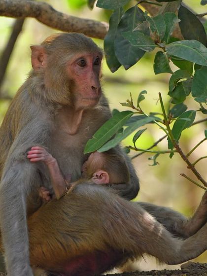 A tender moment between a Rhesus Macaque mother and her newborn. This image captures the universal bond of motherhood in the animal kingdom.