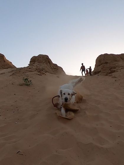 Deepthi - Dog Travel & Adventure Coaching Mountain & Trail Expeditions photo 29