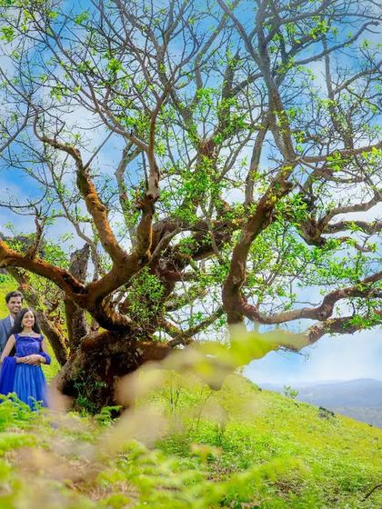 A wide shot of a couple standing under a magnificent, sprawling tree on a lush green hill. This image captures the scale and beauty of nature.