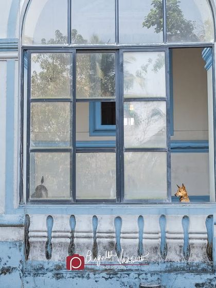 Pragalbh - Fine Art Pet Photography The Heart of the Street: Indie Dogs & Rescues photo 6