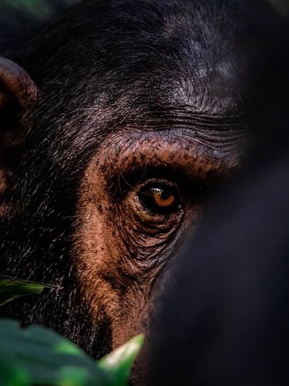 African Journeys: Savannahs, Jungles, and Great Apes photo 34