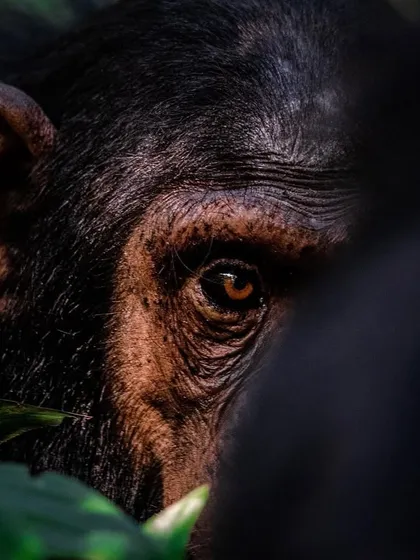 A chimpanzee's eye, staring into what feels like extinction. We share 98.8% of our DNA with them, yet our actions have pushed them to the brink. This photo is a plea for empathy.