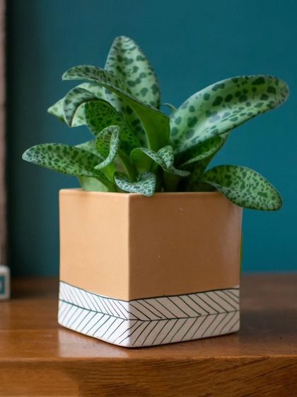 Thorny Affair - Pots & Planters Artisanal Ceramic Planters photo 9