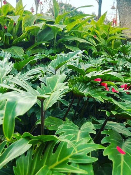 A lush bed of Philodendron selloum, or Tree Philodendron. Their large, deeply lobed leaves create a wonderfully dense and tropical texture.