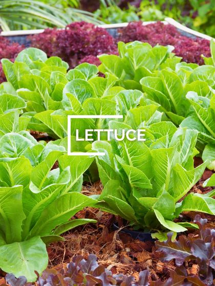 Grow Your Own Vegetables photo 11