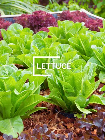 A healthy bed of lettuce growing in the garden. I offer different varieties, so you can grow your own mix for fresh, crisp salads.