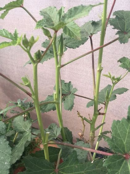 Fruiting Vegetables photo 8