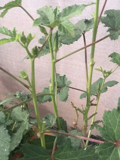 A healthy okra plant in a terrace polyhouse, showcasing our ability to create the right environment for year-round vegetable production.