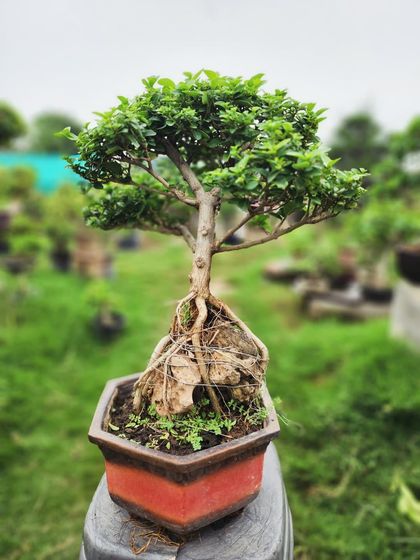 Delhi Gardner - Full-Service Landscaping Our Bonsai Collection photo 4