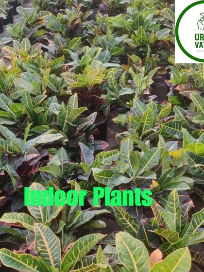 A large batch of Petra Crotons, one of the most popular varieties.