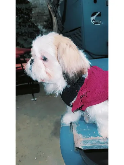 A profile shot of a cute Shih Tzu in a red sweater, enjoying the outdoor bench.