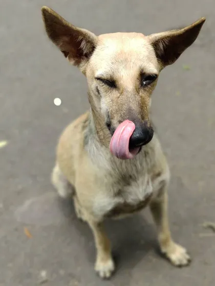 This is the "yummy in my tummy" face that makes it all worthwhile. This little one from my Viman Sena street feeding crew just enjoyed a warm meal and a gentle coconut oil massage for his wounds. This is the pure, unconditional love that fuels me.