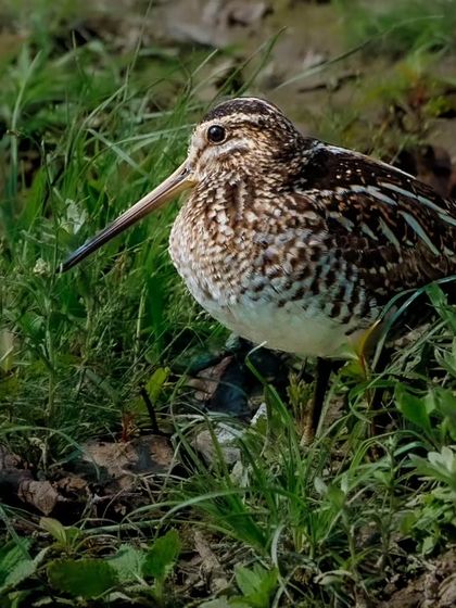 A well-camouflaged Common Snipe in the marshy vegetation. These shy birds will only flush when approached very closely.