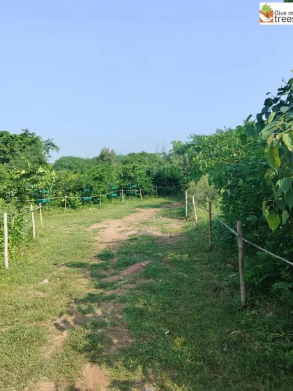A pathway at the Neem Karoli site, lined with simple rope fences. This shows the early stages of a project, where we define trails and protect young plants as they establish themselves.