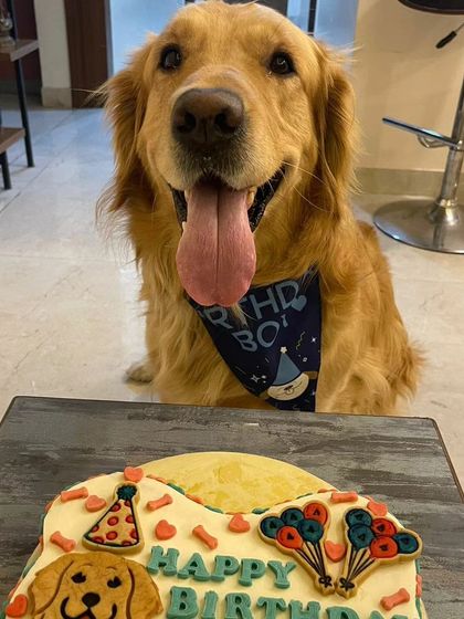 Freddie, the handsome birthday boy, posing patiently with his giant bone-shaped cake. He knows the treat is worth the wait.