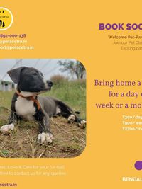 Short-Term Pet Companionship