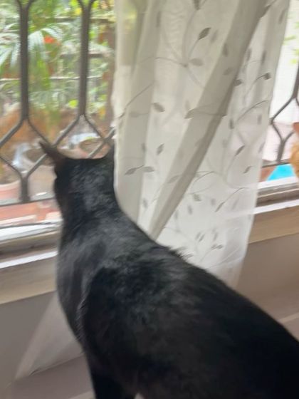 Wellington joins Monty for some window-gazing. Bonded pairs are always kept together to minimize stress.